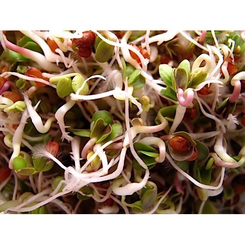 Cleansing Health Blend 200 gr Sprout & Microgreen Seed