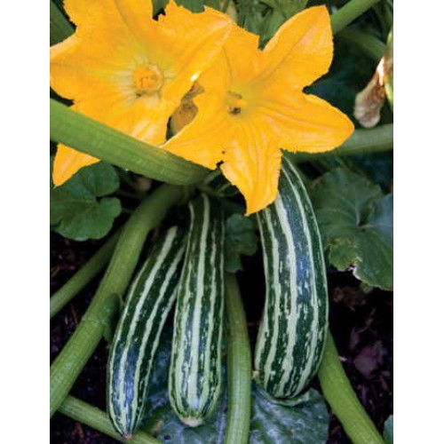 Cocozelle Zucchini Vegetable Seeds
