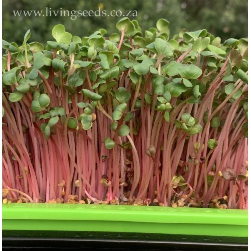 Coralette Radish Sprout & Microgreen Seed