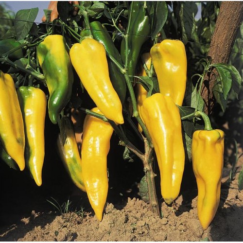 Corno di Toro (Yellow) Vegetable Seeds