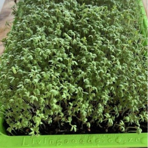 Cress Sprout & Microgreen Seed
