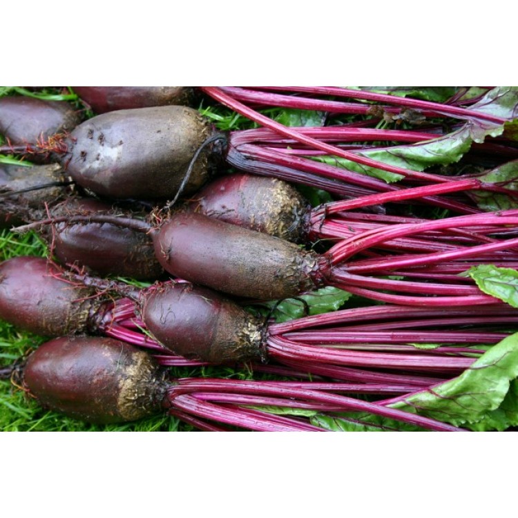 Cylindra Beetroot Vegetable Seeds