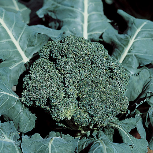 De Cicco Broccoli Vegetable Seeds