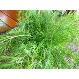 Dill Bouquet Herb Seed