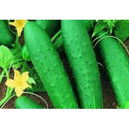 Double Yield Cucumber
