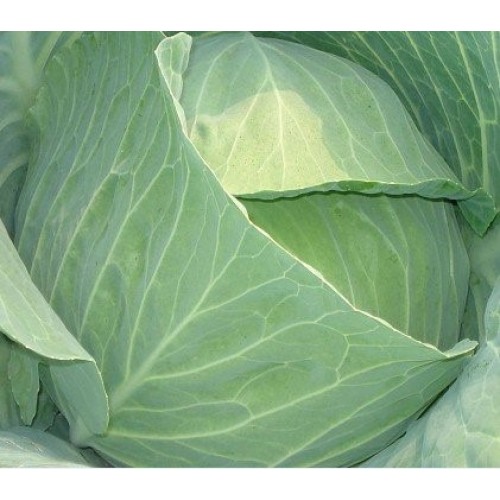 Drumhead Cabbage Vegetable Seeds