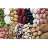 Dry Beans Dry Beans