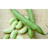 French or Dwarf Beans French or Dwarf Beans