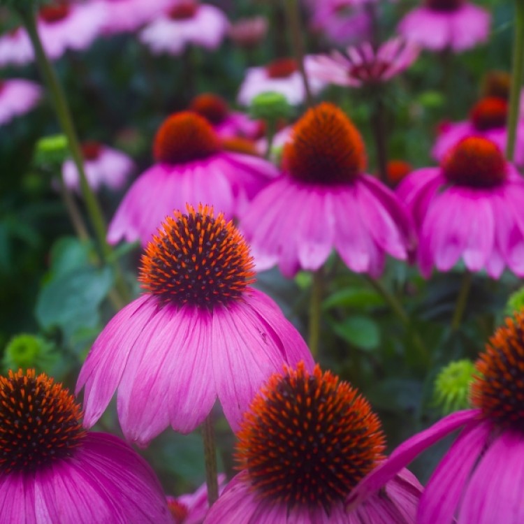 Echinacea