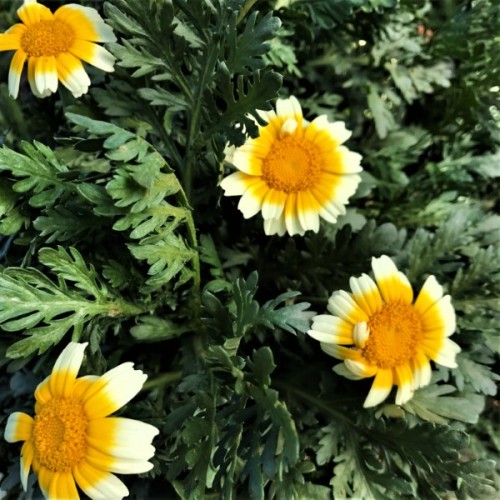Edible Chrysanthemum