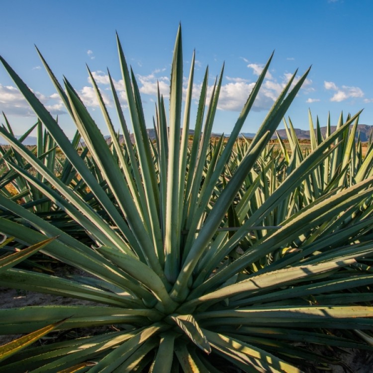 Espadin Mezcal Agave