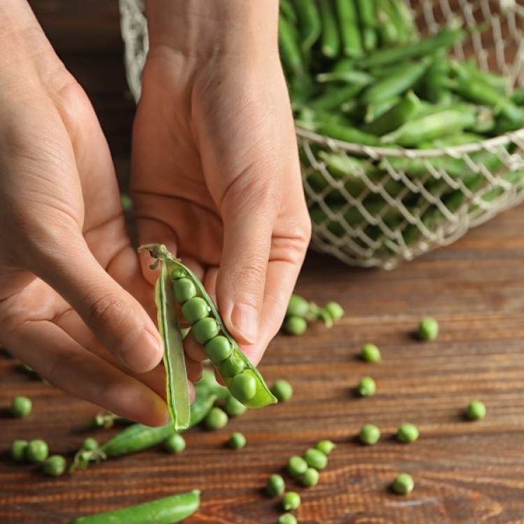 First Early May Pea