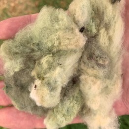 Florida Green Cotton