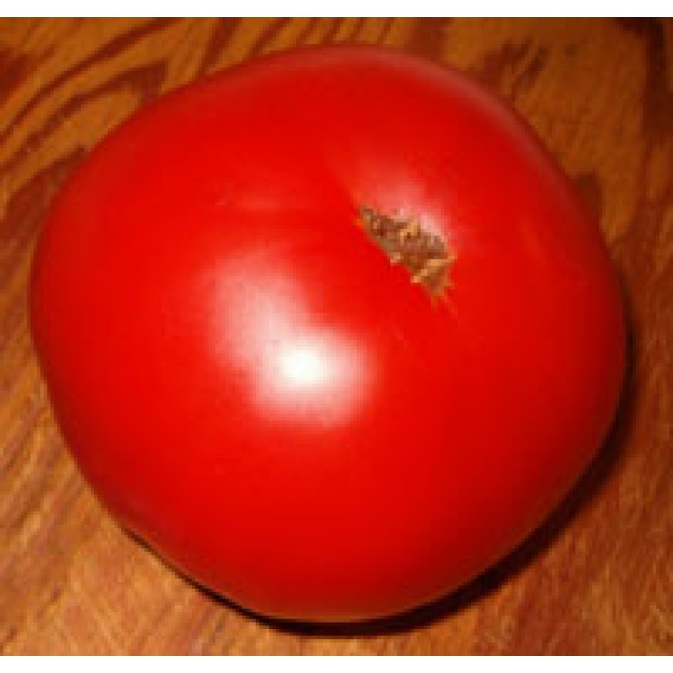 Giant 11 Tomato