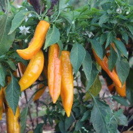 Golden Punt Paprika Vegetable Seeds