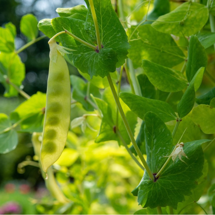 Golden Sweet Pea