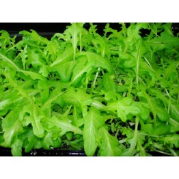 Oak Leaf Green Vegetable Seeds