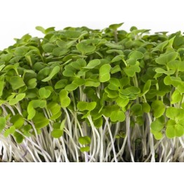 Mizuna Green Sprout & Microgreen Seed