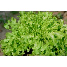 Salad Bowl Green