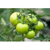 Green Tomatoes Green Tomatoes
