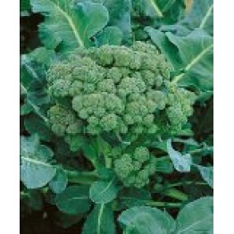 Green Sprouting Broccoli 