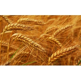 Hard Red Winter Wheat Vegetable Seeds