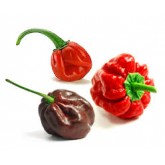 Extreme Peppers Extreme Peppers