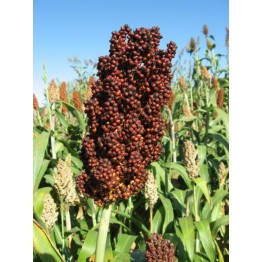 Indian Red Popping Sorghum Vegetable Seeds