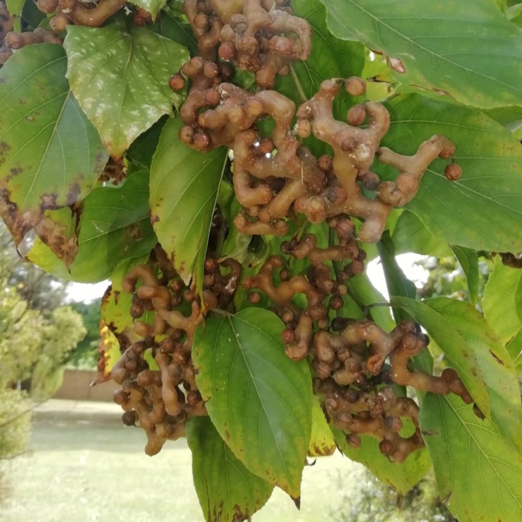 Japanese Raisin Tree