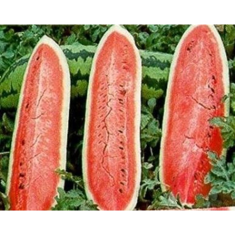 Jubilee Bush Watermelon