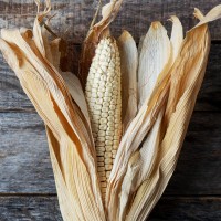 Kalahari Early Pearl Corn / Maize