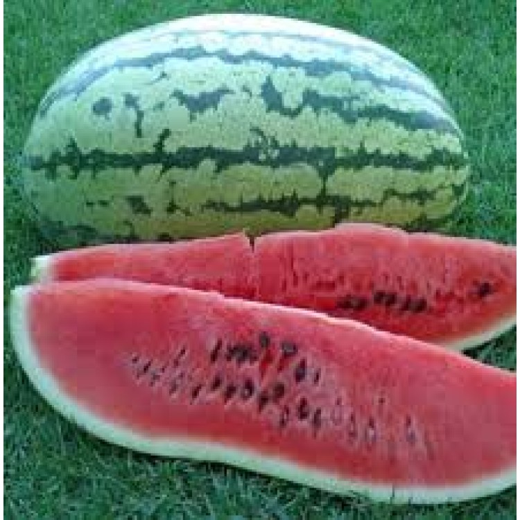 Klondike Blue Ribbon Striped Watermelon