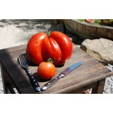 Large / Giant Tomatoes Large / Giant Tomatoes
