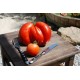 Large / Giant Tomatoes