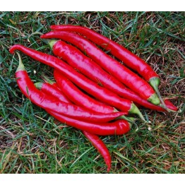 Large Thick Cayenne Peppers / Chillis