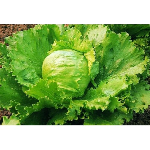 Saladin Lettuce Vegetable Seeds