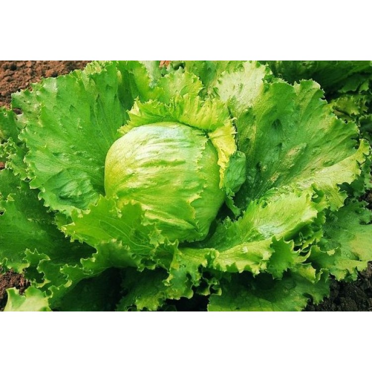 Saladin Lettuce Vegetable Seeds