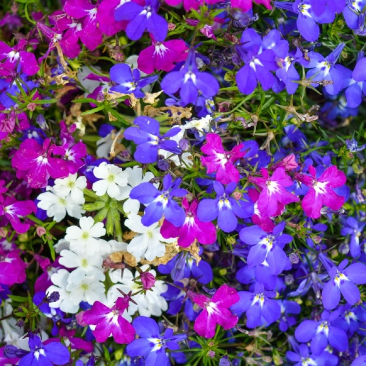 Lobelia Riviera Mix