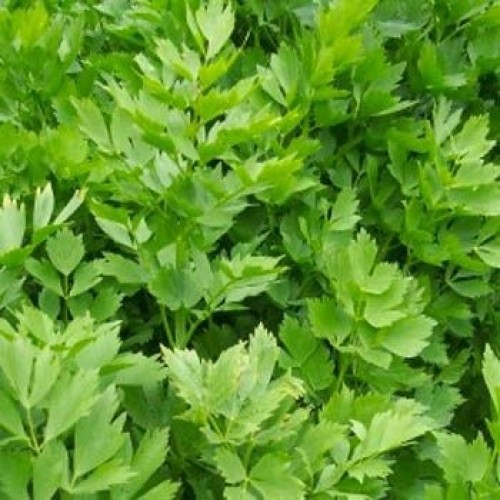 Lovage (The Maggi herb) Herb Seed