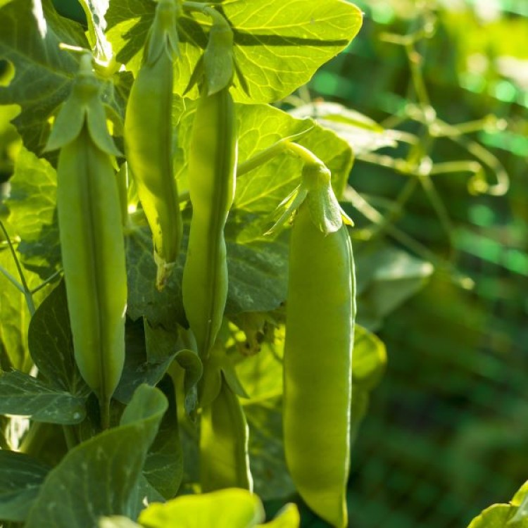 Magnolia Blossom Tendril Peas