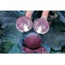 Mammoth Red Rock Cabbage Vegetable Seeds