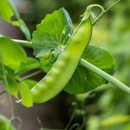 Mammoth Melting Sugar Peas