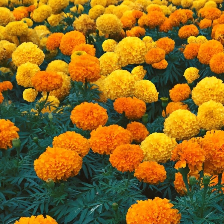 Marigold Giant Mixed