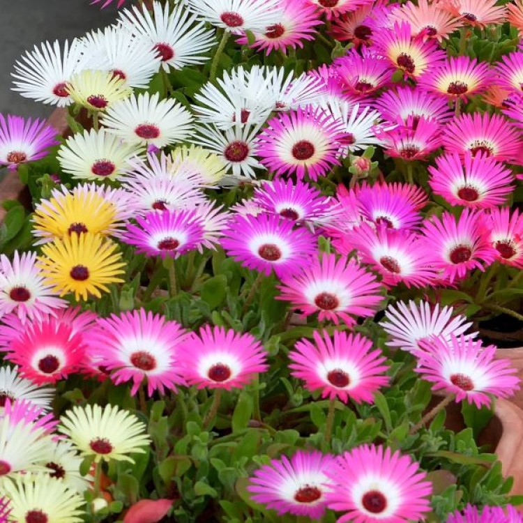 Mesembs Livingstone Daisy - Mixed Colours