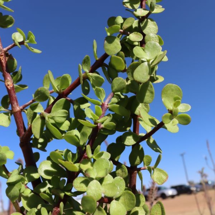 Portulaca 'Miyagi'