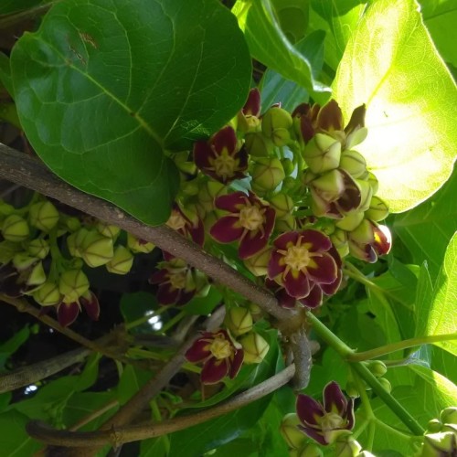 Mondia - African Ginseng Vegetable Seeds