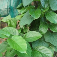 Mondia-African Ginseng