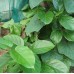 Mondia - African Ginseng Vegetable Seeds