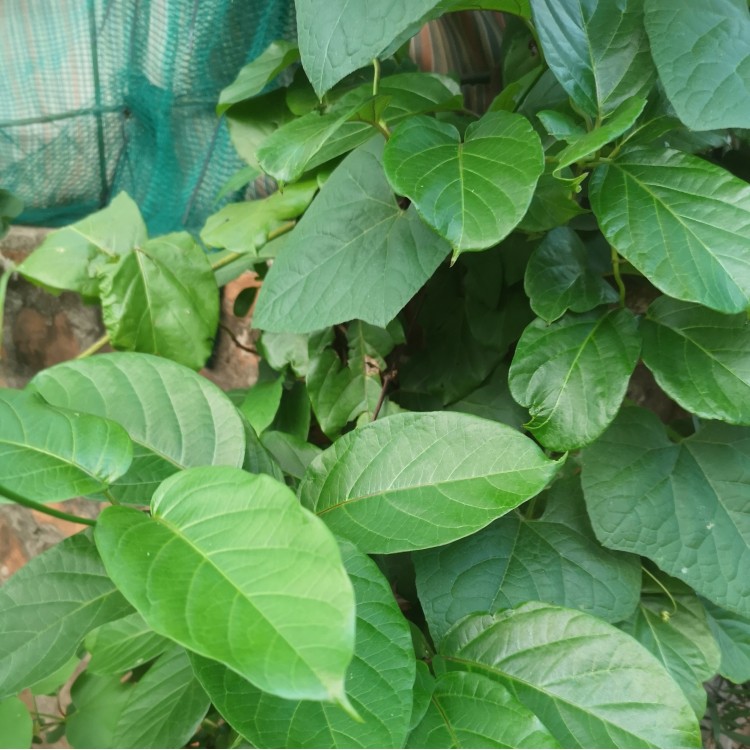 Mondia-African Ginseng