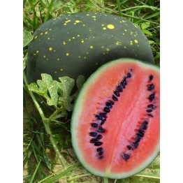 Moon and Stars Red Watermelon